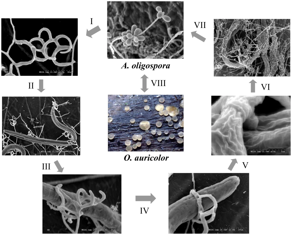 Saprophytic and parasitic stages of the nematode-trapping fungus <i>A. oligospora</i>.