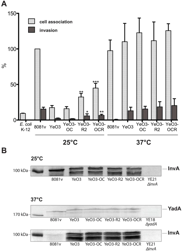 Influence of the <i>Y. enterocolitica</i> O:3 O-antigen on host cell invasion.