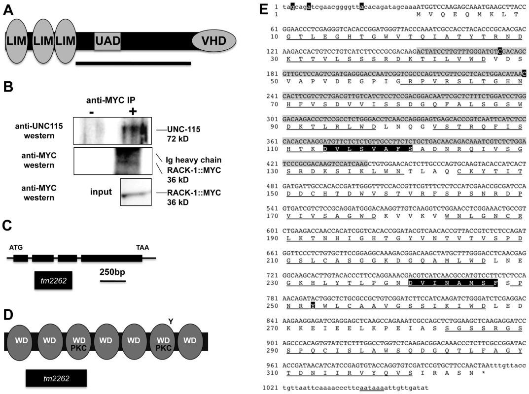 RACK-1 and UNC-115 interact by two-hybrid and co-immunoprecipitation.