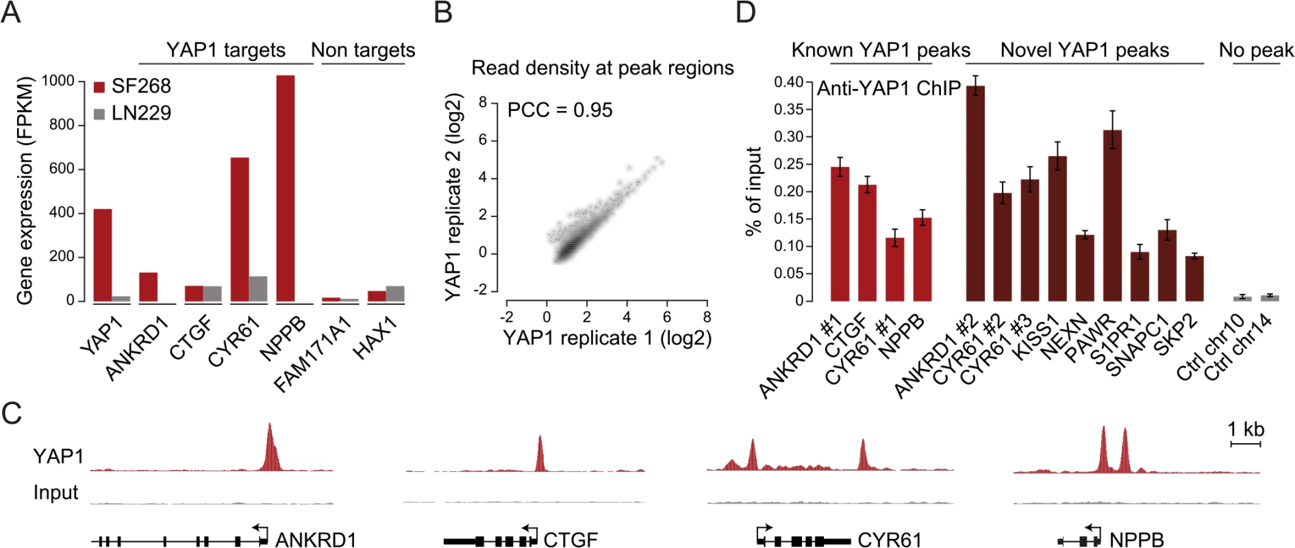 Genome-wide binding of YAP1 to chromatin in SF268 cells.