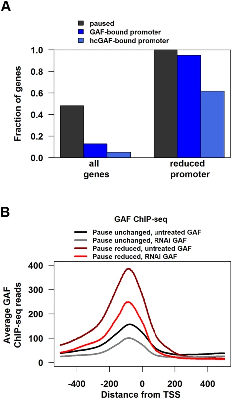 Genes with reduced pausing in GAF-RNAi are enriched for GAF-bound promoters.