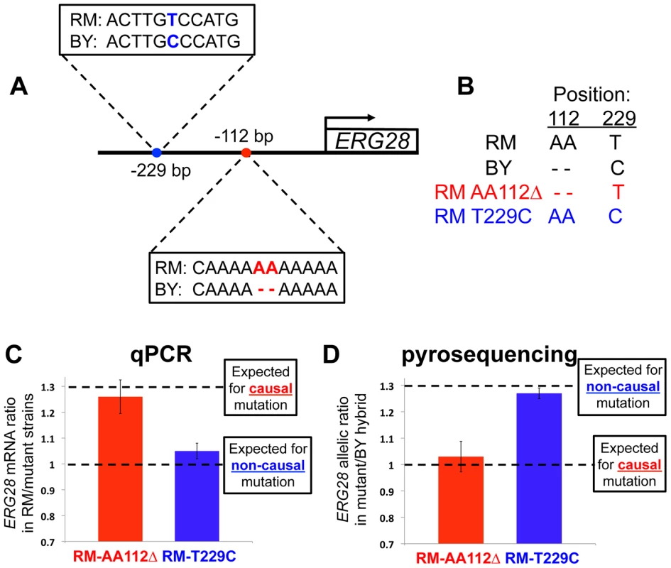 Pinpointing the causal mutation affecting <i>ERG28 cis</i>-regulation.