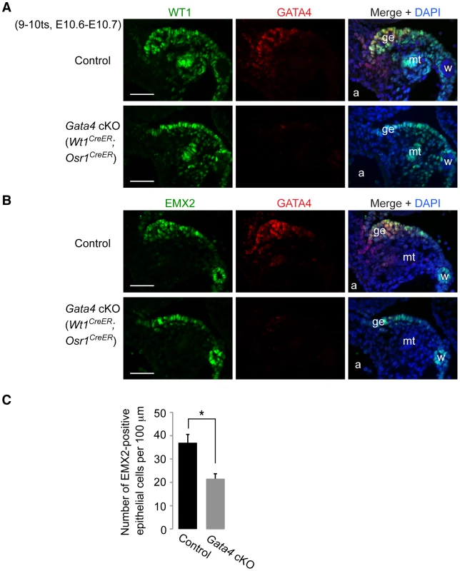 <i>Gata4</i> is not required for expression of WT1 and EMX2 in genital ridge epithelium.