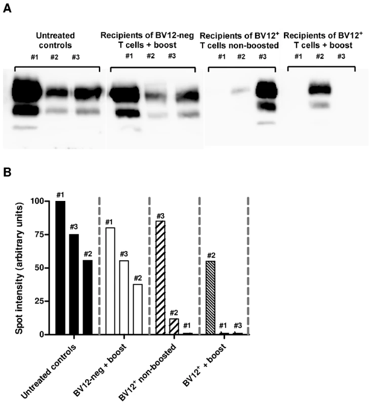 Anti-PrP T cells prevent the accumulation of PK-resistant PrP in secondary lymphoid organs.