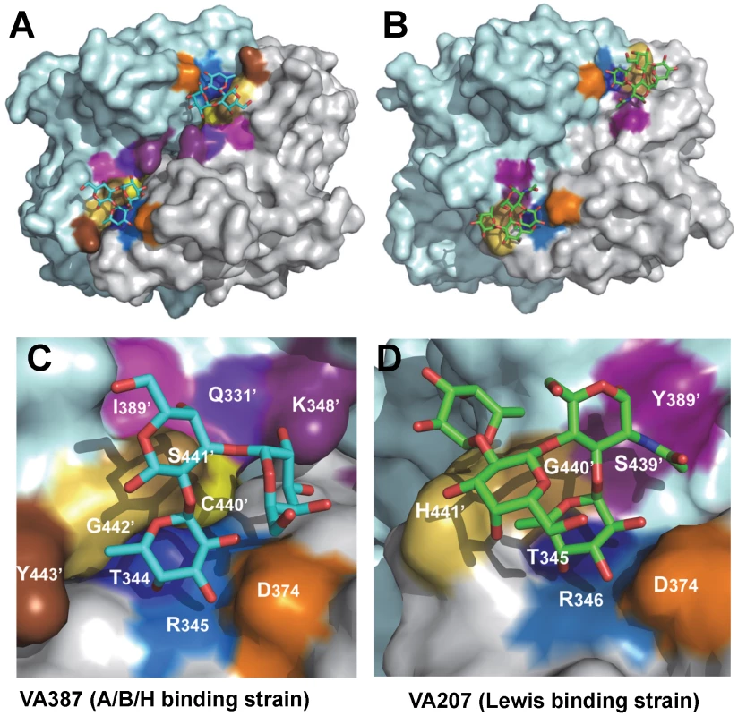 The crystal structures of the HBGA-binding interfaces of VA387 (GII.4) and VA207 (GII.9).