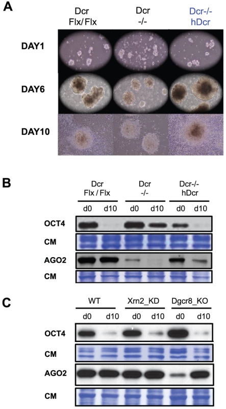 h<i>Dcr-c</i>omplemented <i>Dcr</i><sup>−/−</sup> ESCs differentiate normally despite accumulating 5–7% total miRNAs compared to WT.
