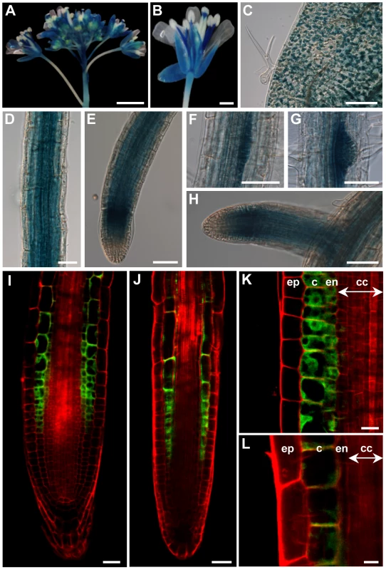 The <i>ZIF2</i> promoter is active in most <i>Arabidopsis</i> tissues.
