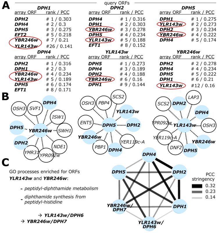 Genome-wide gene interaction databases identify additional diphthamide related candidate genes: <i>YLR143w</i>/<i>DPH6</i> and <i>YBR246w</i>/<i>DPH7</i>.