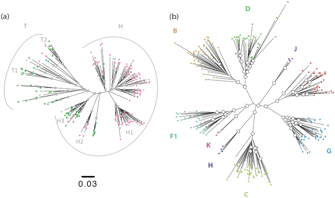 Phylogenetic analysis of HIV-1 sequences.
