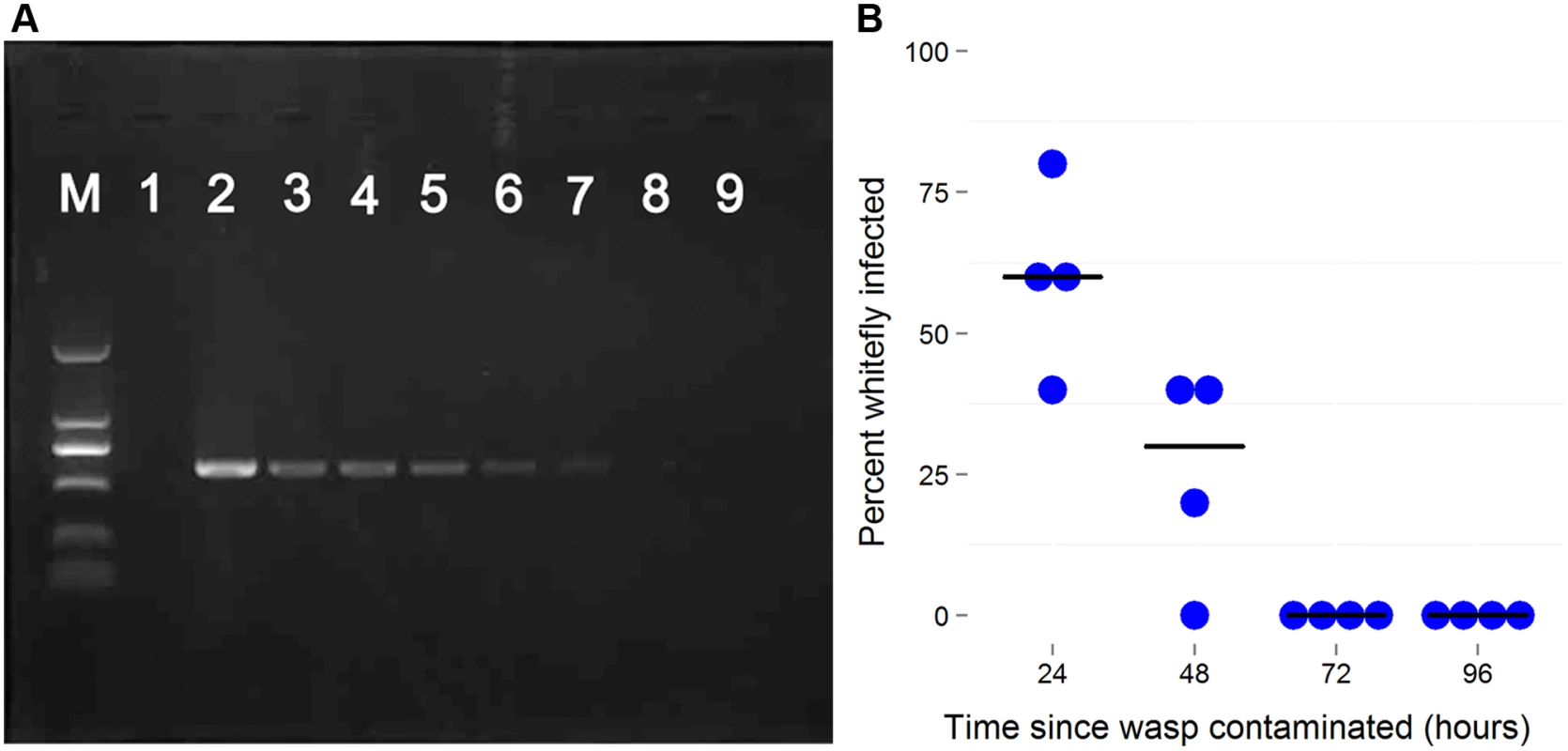 The persistence of newly-acquired <i>Wolbachia</i> in parasitoids.