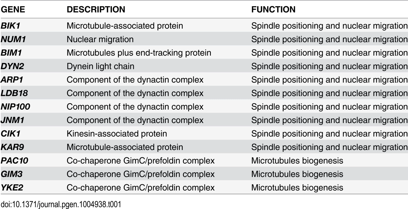 List of non-essential genes implicated in microtubules dynamics or spindle positioning identified in the SGA screen with &lt;i&gt;TEM1-Q79L&lt;/i&gt;.