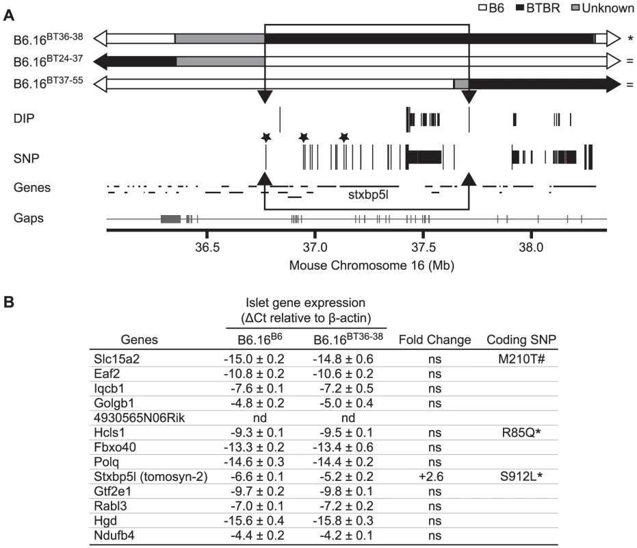 Insulin secretion defective region narrowed to 0.94 Mb on mouse chromosome 16 containing 13 genes.