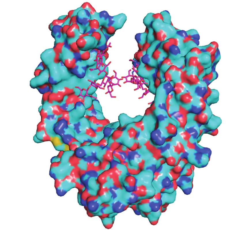Molekula etanerceptu s Fc fragmentem (fialový)