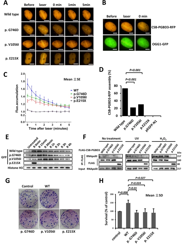Delayed recruitment of CSB-PGBD3 mutants at DNA lesion.
