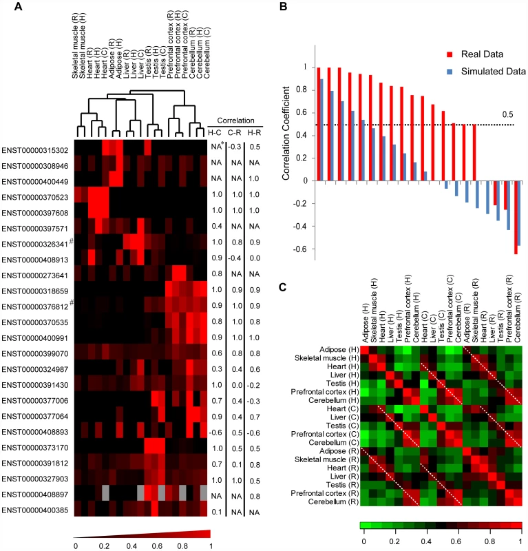 Non-coding orthologs of human <i>de novo</i> protein-coding genes in rhesus macaque and chimpanzee show tissue expression profiles similar to human.