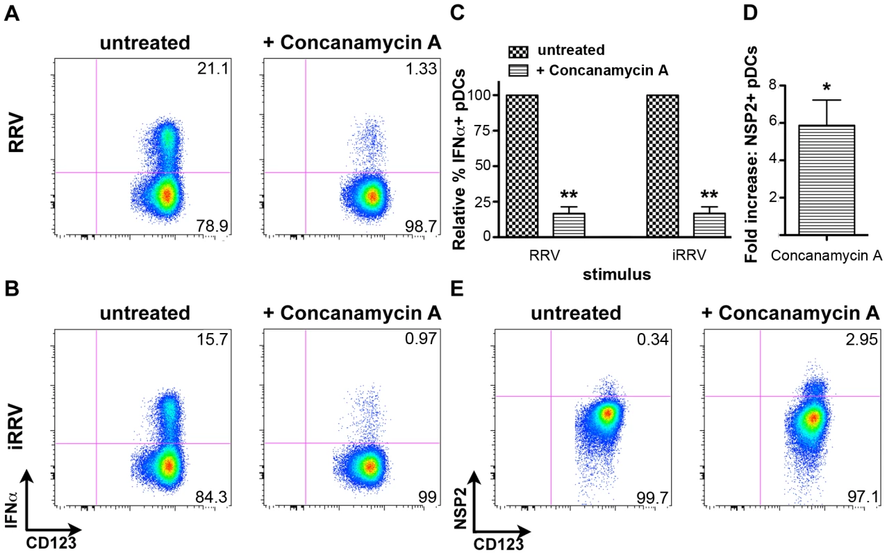 The effects of concanamycin A on IFNα induction and NSP2 expression.