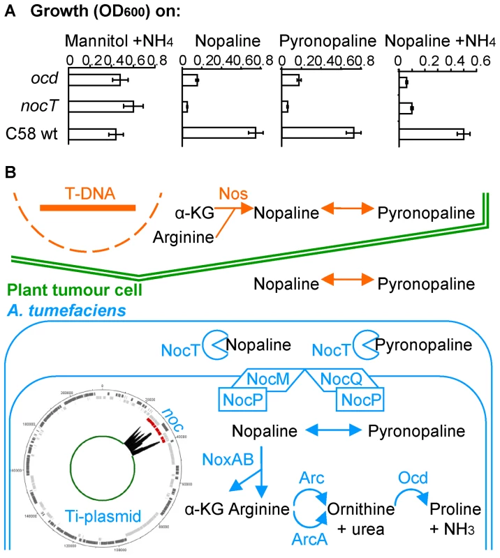 The nopaline/pyronopaline regulon in <i>A. tumefaciens</i> C58.