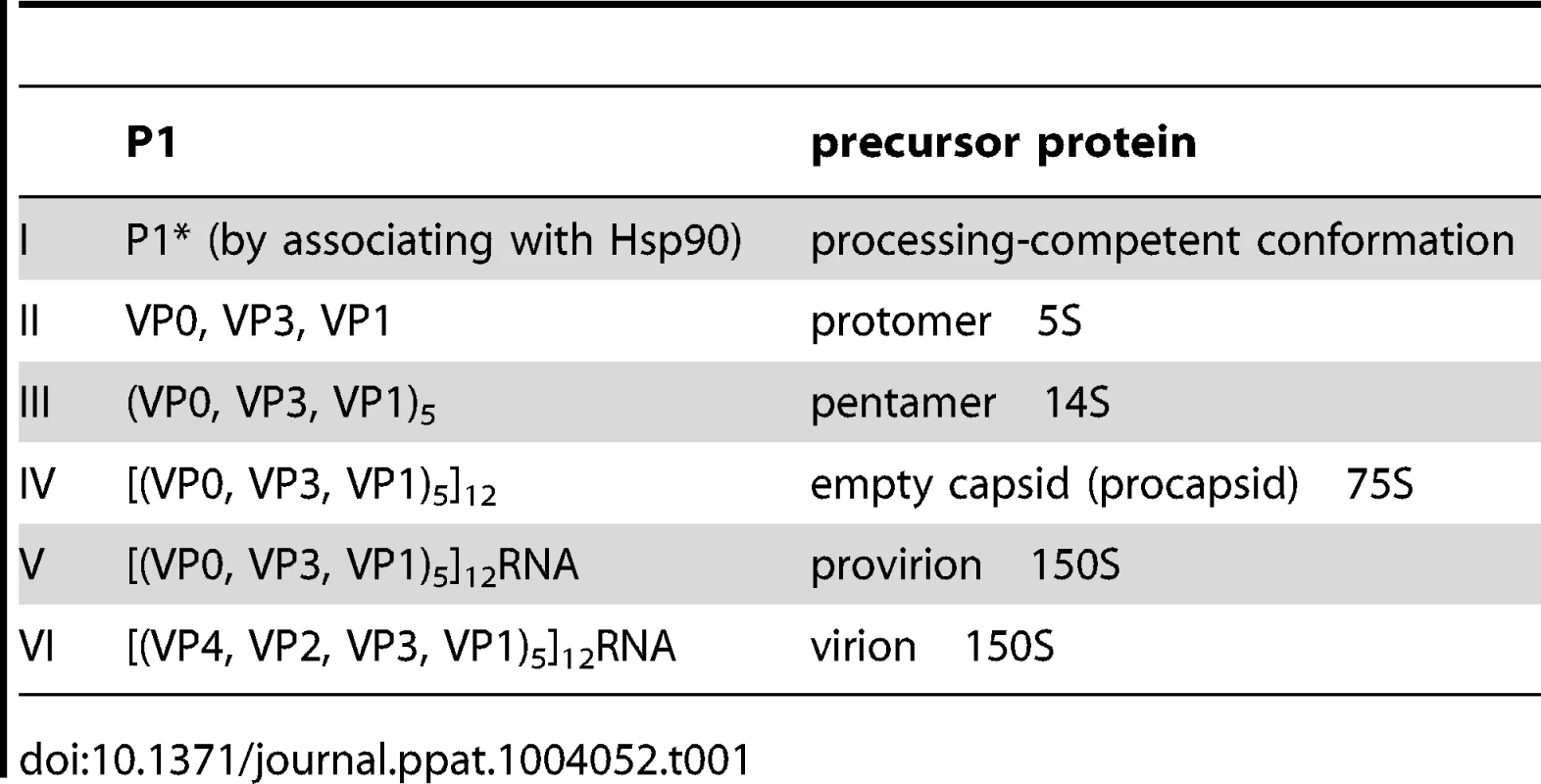 Stepwise processing of the P1 capsid protein and maturation of the PV particle.