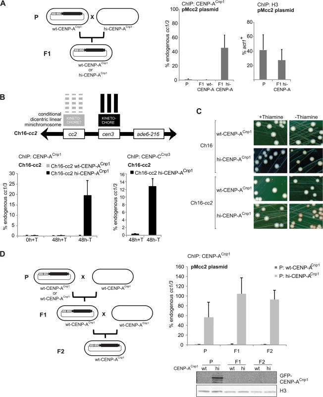 CENP-A<sup>Cnp1</sup> chromatin behaves as an epigenetic mark.