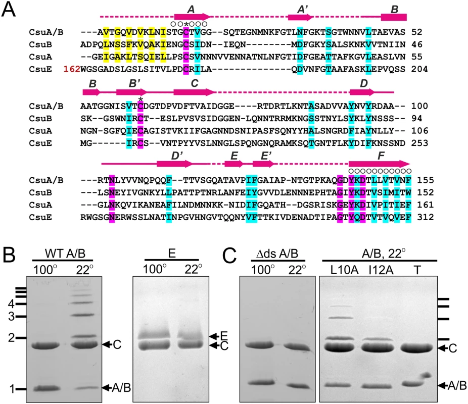 CsuA/B self-assembly depends on its N-terminal donor strand sequence.