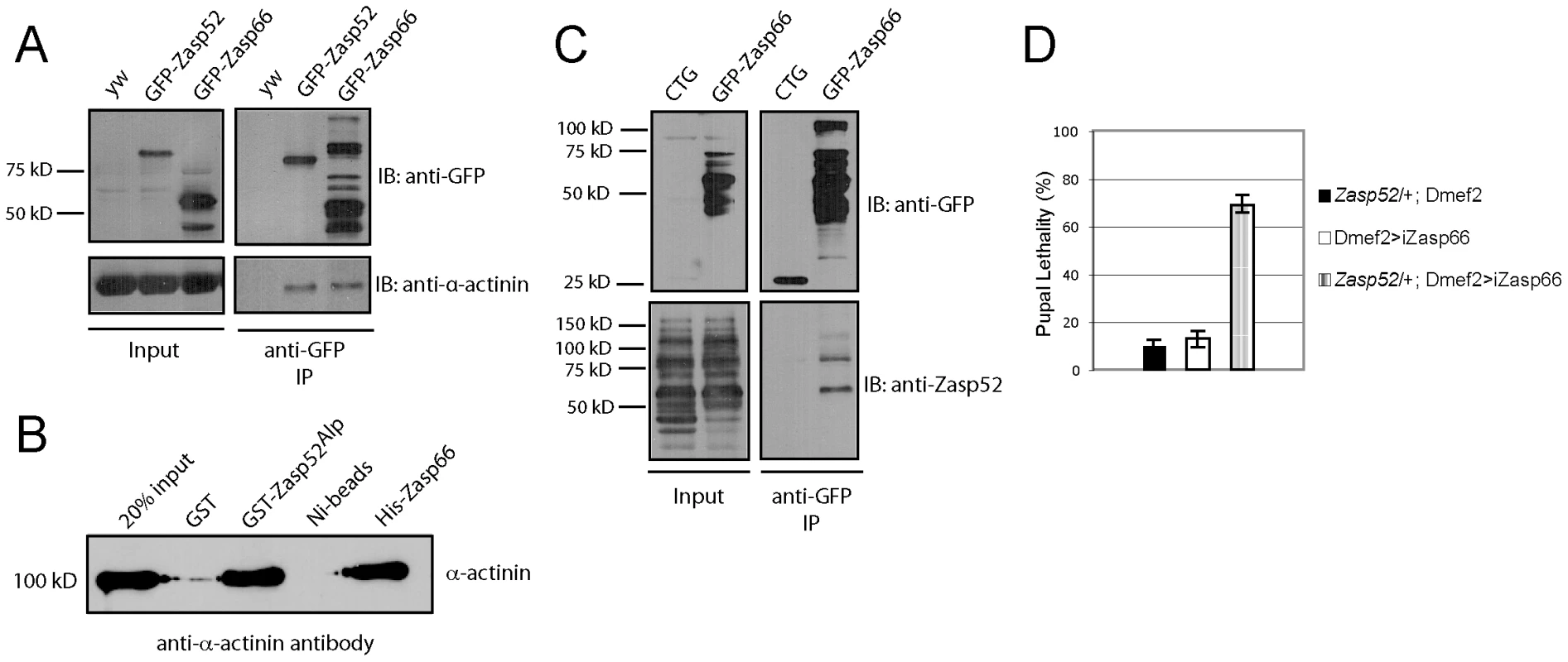 Zasp52 and Zasp66 both bind α-actinin and genetically interact.
