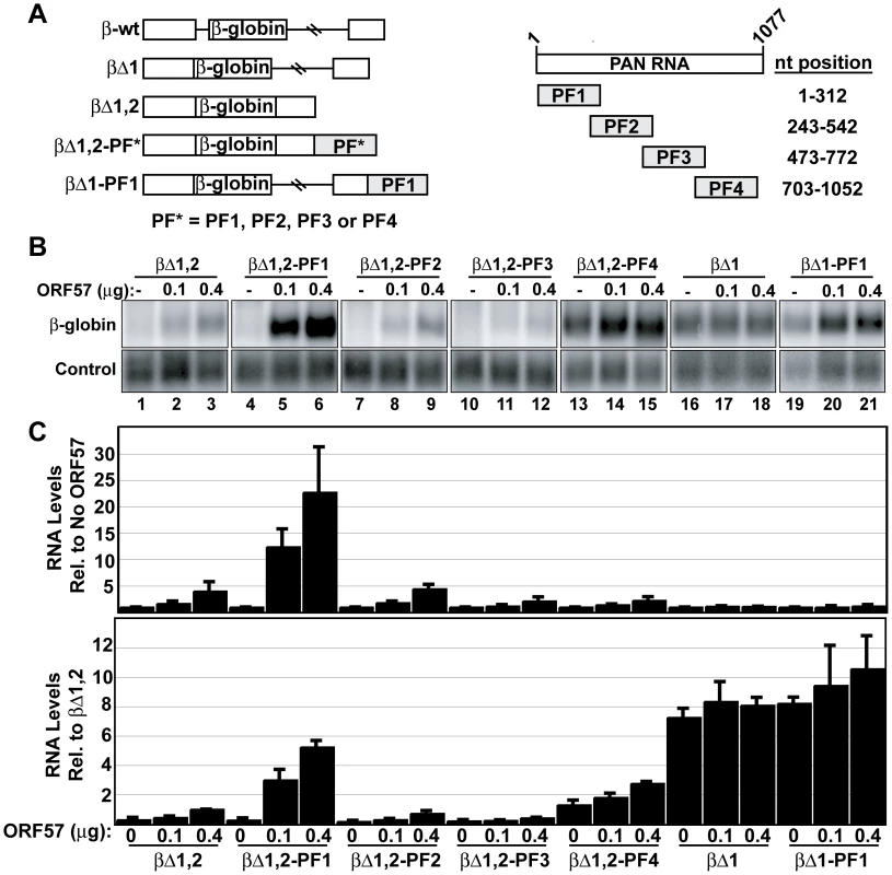 The ORE is sufficient to confer ORF57 responsiveness to an intronless mRNA.