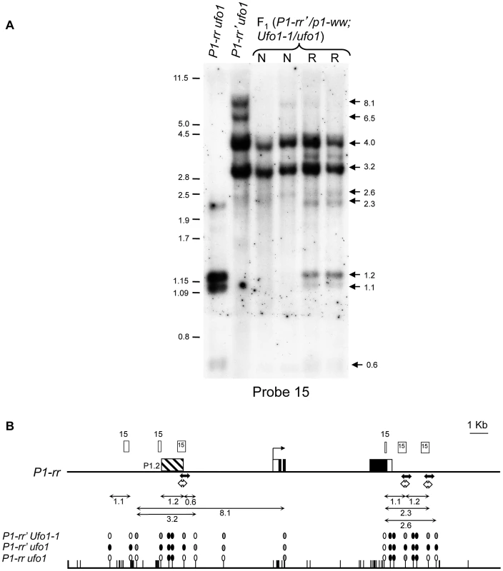 <i>Ufo1-1</i>-mediated loss of cytosine methylation in <i>P1-rr</i>′.