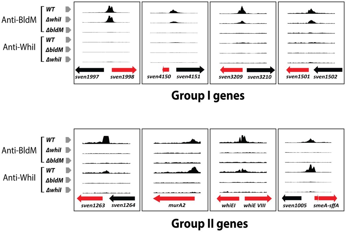 BldM and WhiI ChIP-Seq data for representative Group-I and Group-II promoters analysed in wild-type, <i>ΔbldM</i> and <i>ΔwhiI</i> backgrounds.