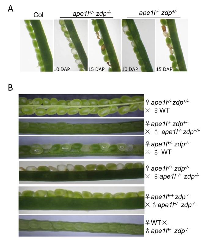 Effects of <i>ape1l</i> and <i>zdp</i> double mutations on seed development.