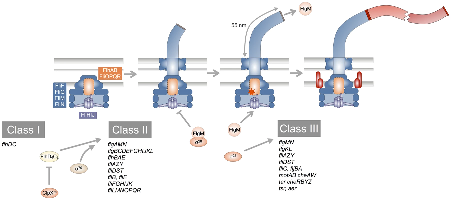 Schematic overview of the flagellar transcriptional hierarchy and biogenesis.