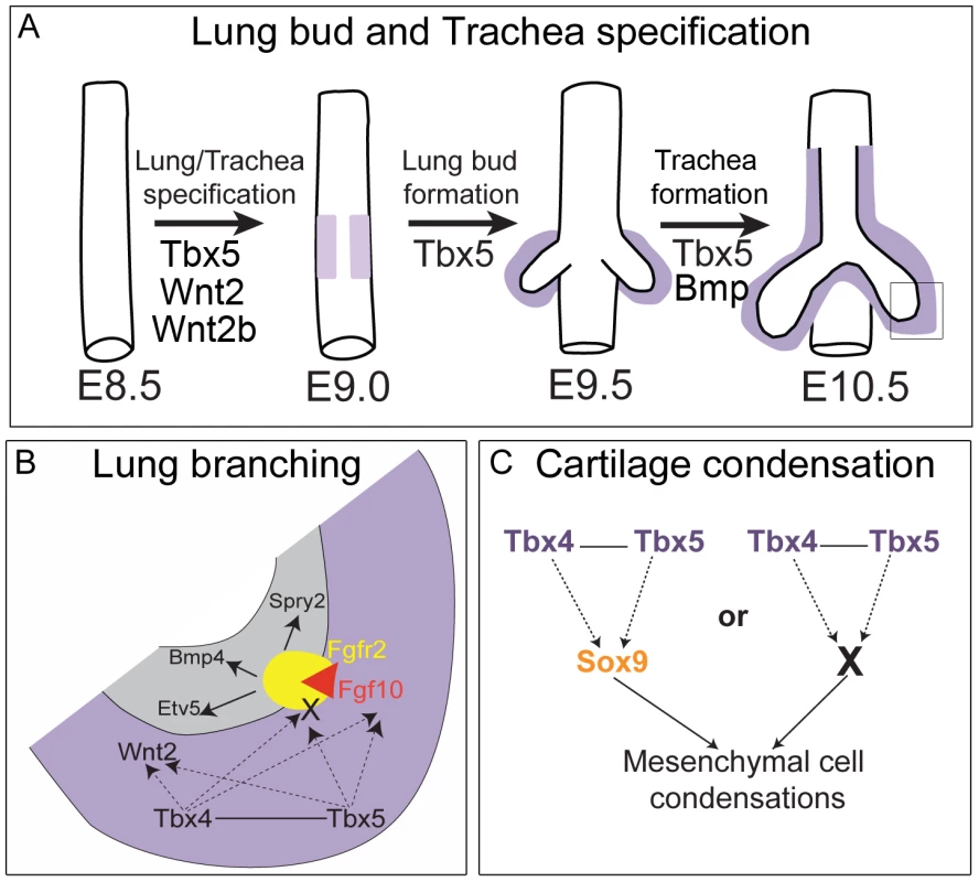 Model for the role of <i>Tbx4</i> and <i>Tbx5</i> in lung and trachea development.