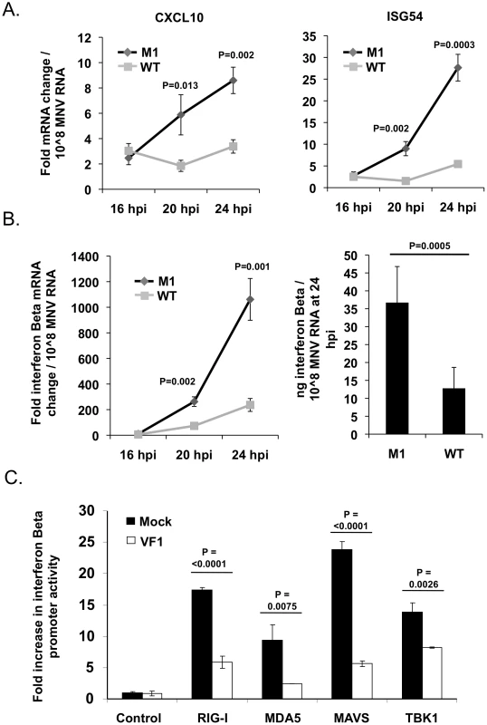 VF1 antagonizes the innate immune response to MNV infection.