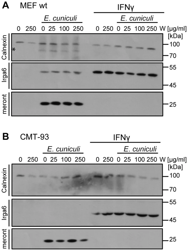 Tryptophan supplementation cannot reverse the IFNγ-mediated <i>E. cuniculi</i> restriction.