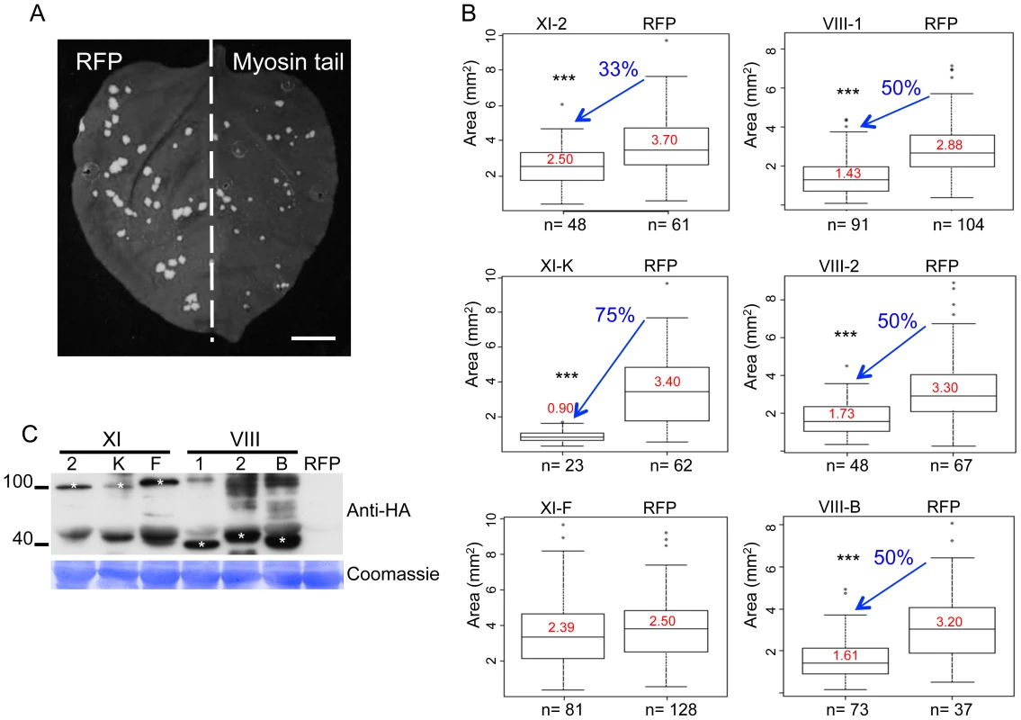 Dominant negative repression of specific myosins inhibits TMV-GFP cell-to-cell spread.