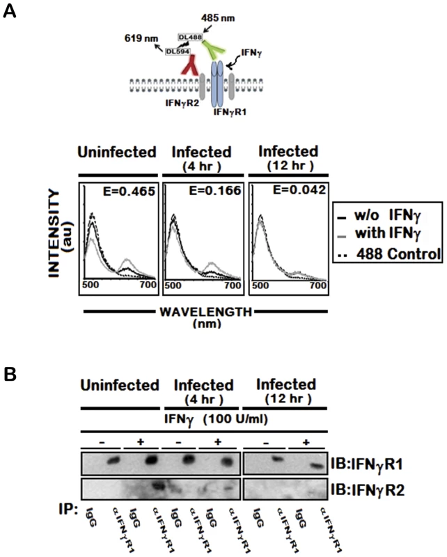 IFNγ induced IFNγR subunit association is impaired by LD infection.