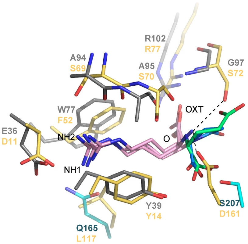 Structural comparison between the binding sites of NocT (shown in color domains as in <em class=&quot;ref&quot;><b>Figure 1</b></em>) in complex with nopaline and pyronopaline and the <i>Salmonella</i> PBP LAO in complex with arginine (PDB code 1LAF; in yellow).