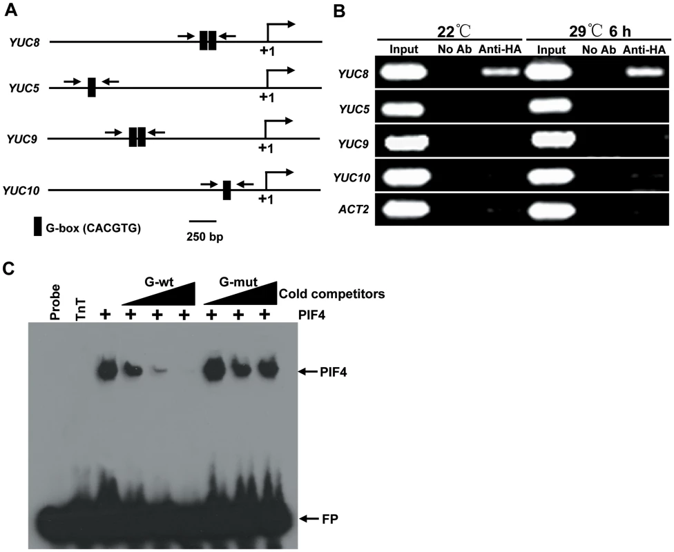 PIF4 Directly Binds to the Promoter Region of <i>YUC8</i>.