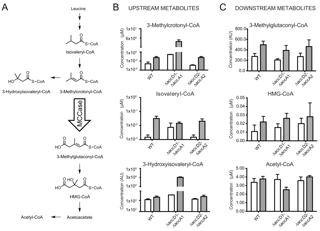 Metabolite analysis upstream and downstream of 3-methylcrotonyl-CoA.