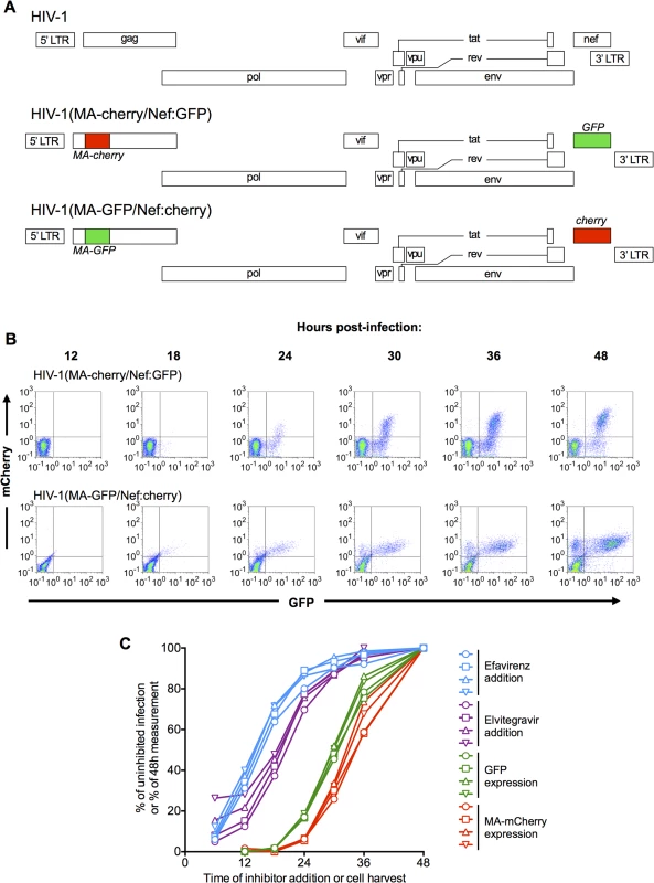 Dynamics of HIV-1 replication measured using dual reporter viruses.