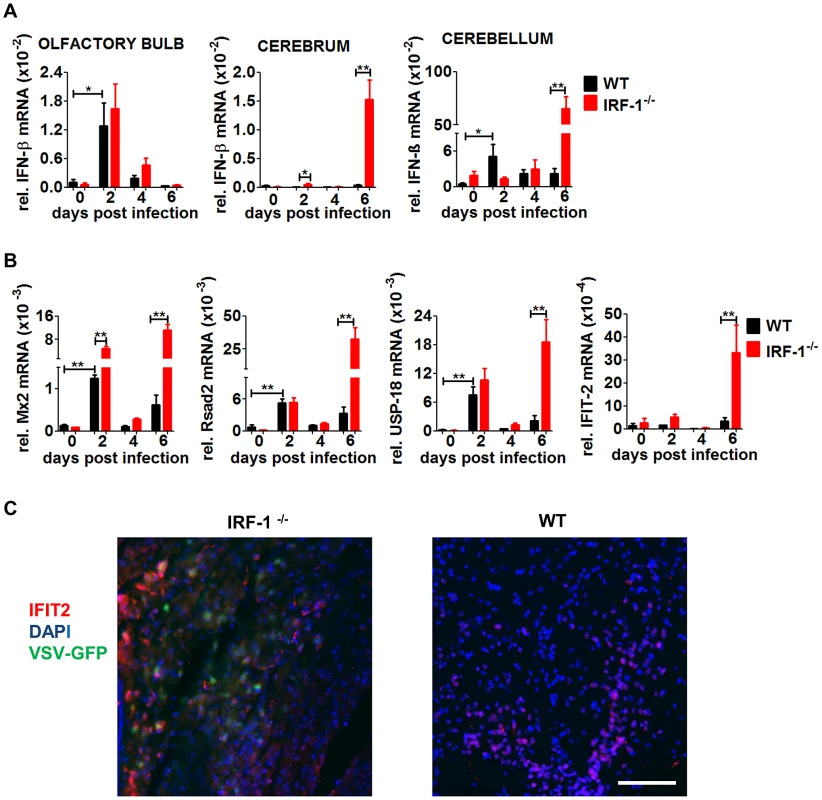 IFN-β and ISG mRNA expression in neurotropic VSV infection.