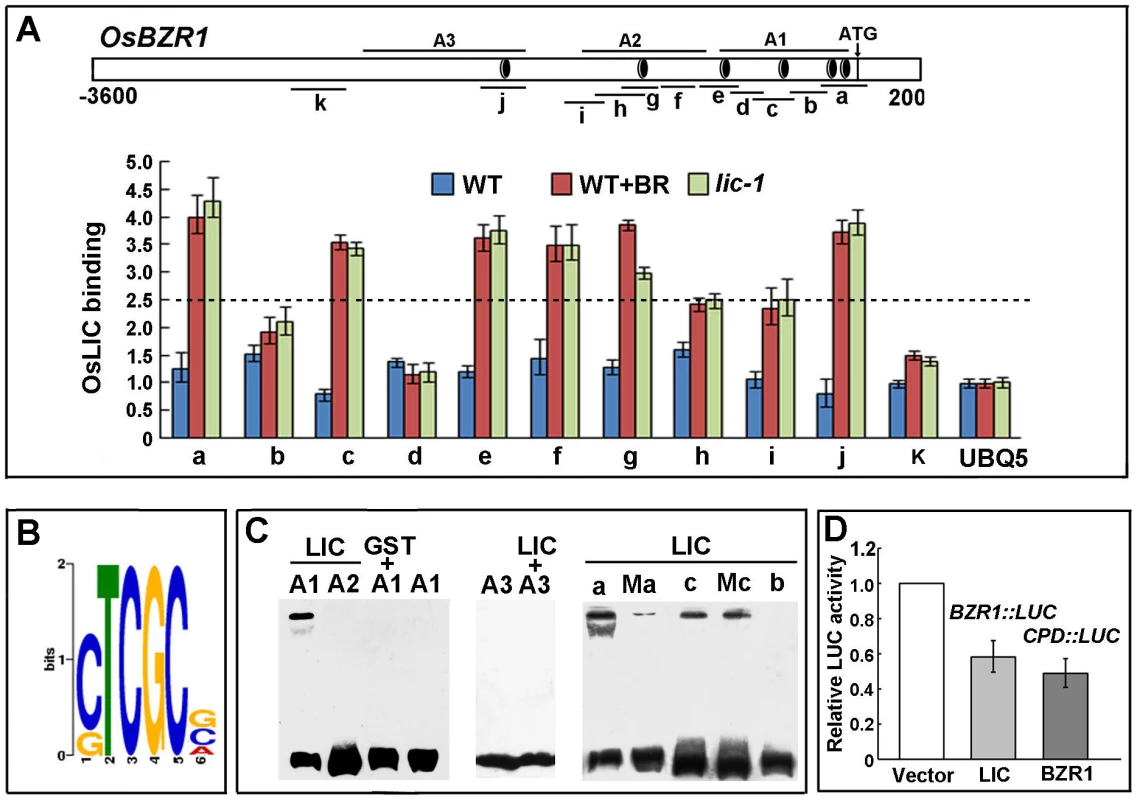 LIC binds to <i>BZR1</i> and represses its transcriptional expression.