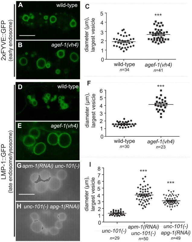 AGEF-1 and the AP-1 complex regulate the size of late endosomes/lysosomes in coelomocytes.