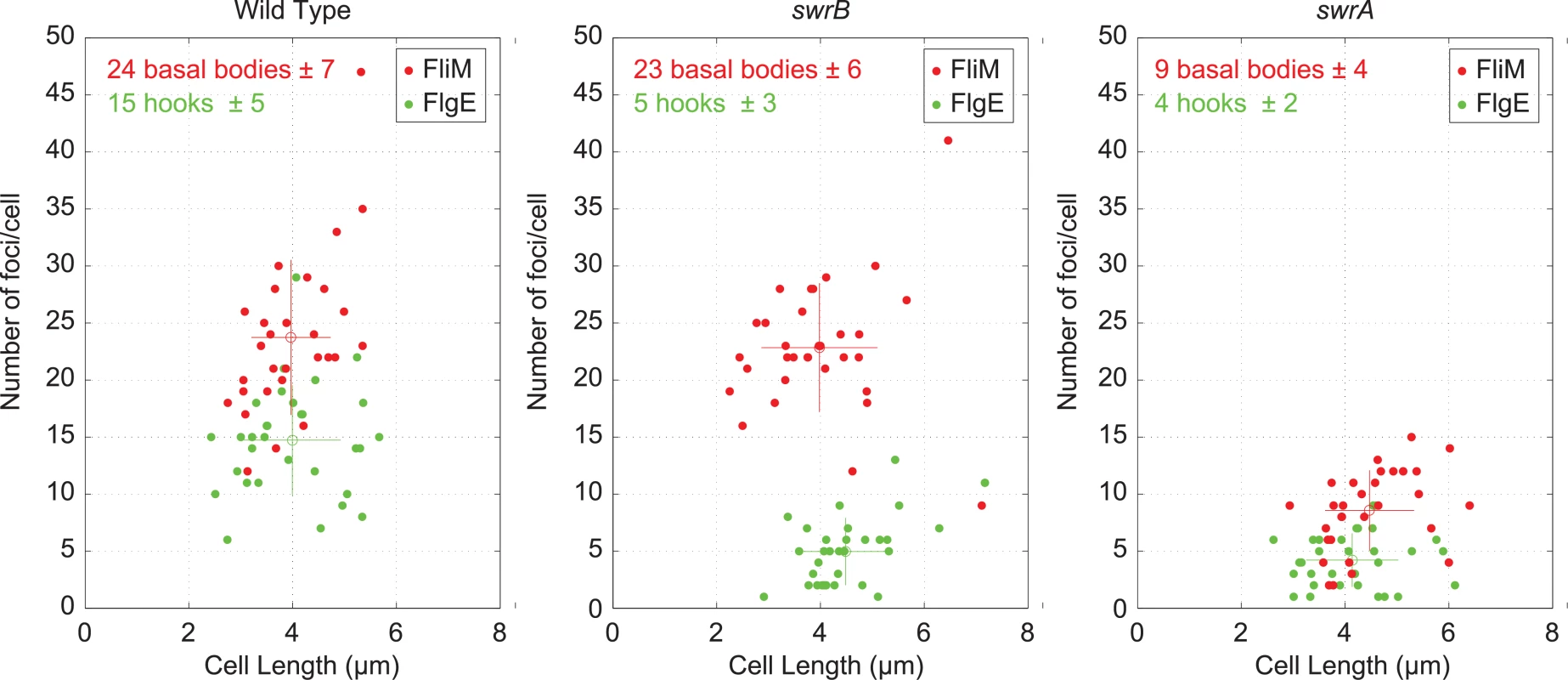 Cytological quantification of flagellar hooks and basal bodies.