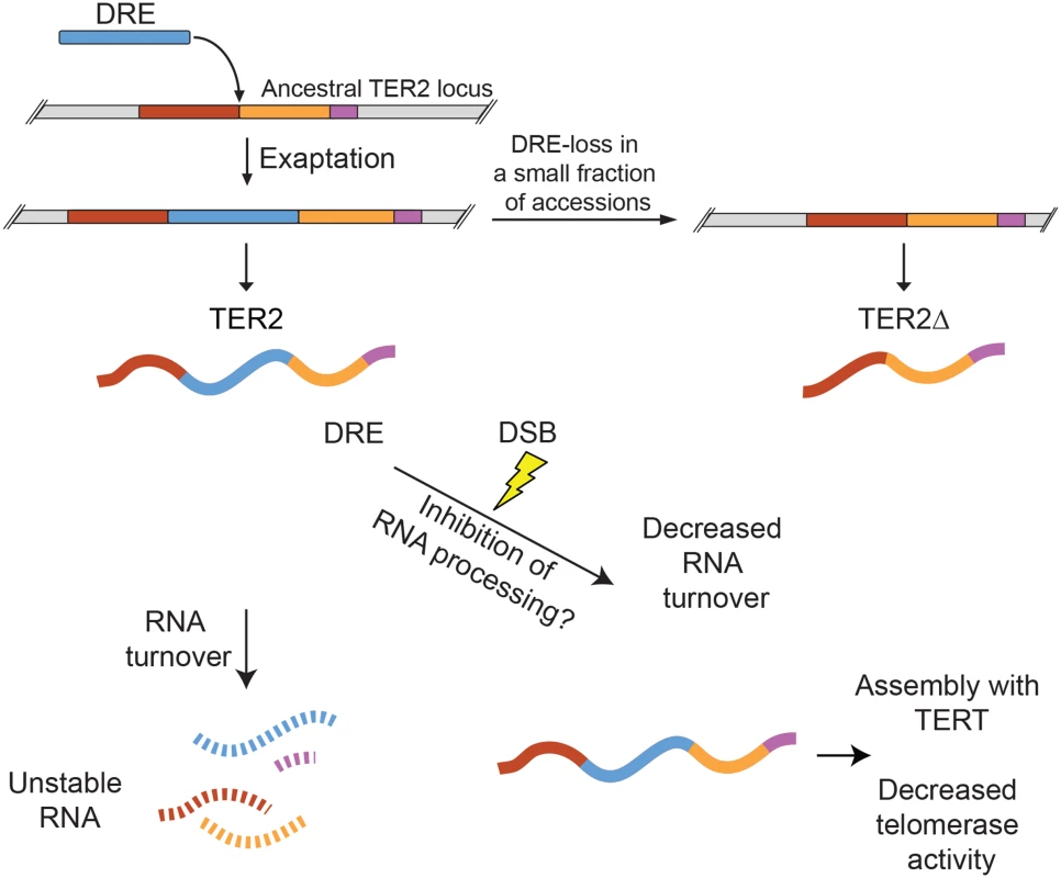 Model for exaptation of a TE into TER2 and the emergence of a telomerase regulatory lncRNA.