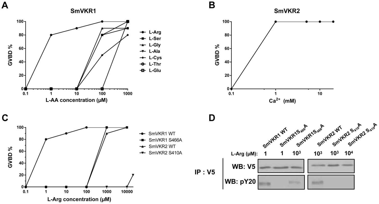 Ligand determination of SmVKR1 and SmVKR2. Importance of a conserved Ser residue of the VFT domain in amino-acid binding and activation of the receptors.