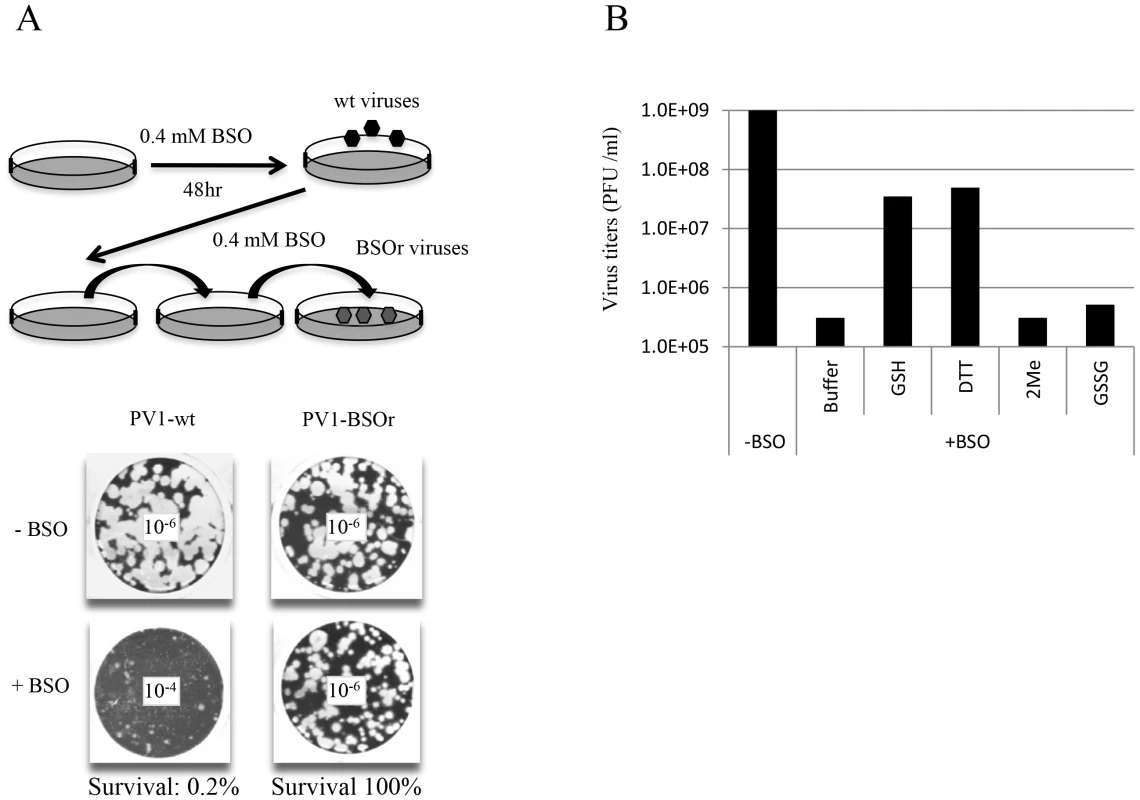 BSO-treatment of HeLa cells inhibits the growth of PV1.