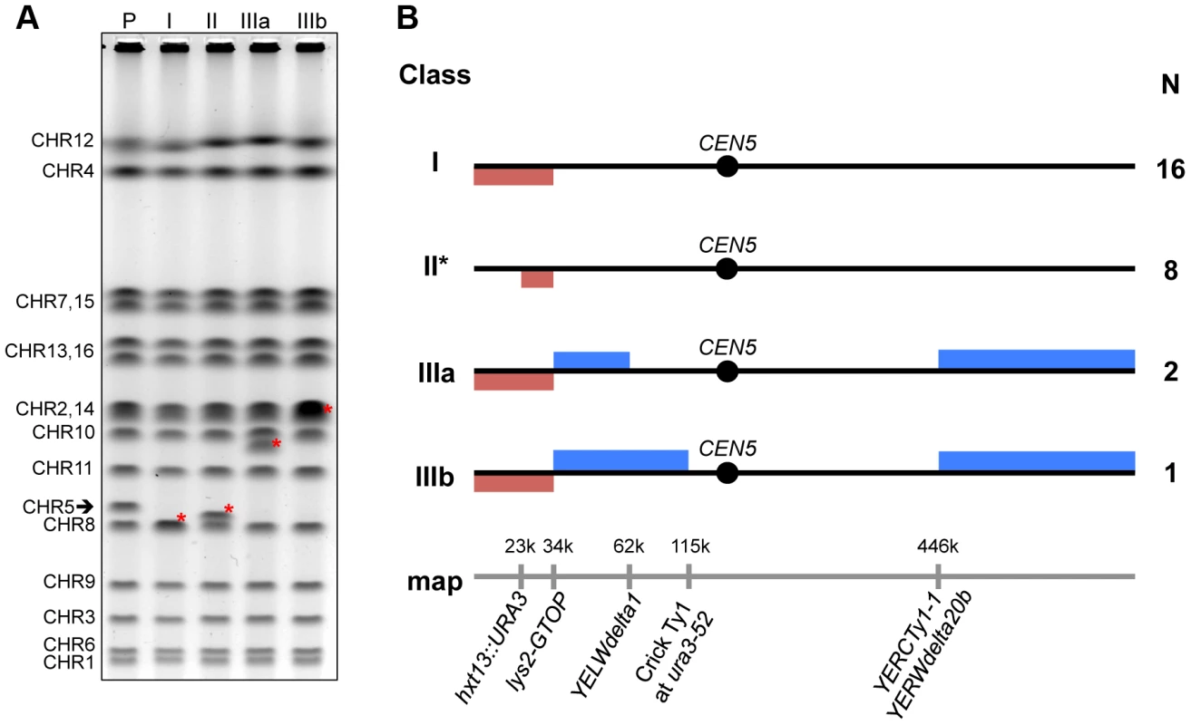 Classes of GCRs associated with the highly transcribed G4 DNA motif.