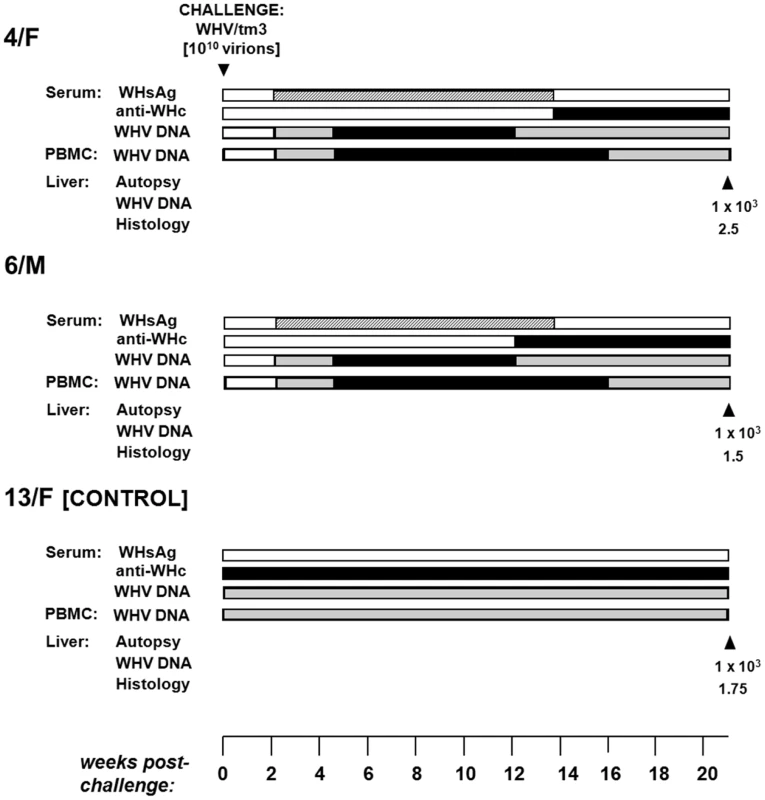 Profiles of serological markers of WHV infection and WHV DNA detection in serum, PBMC and liver tissue samples, and the results on liver histology in 4/F and 6/M woodchucks with POI and in a control 13F animal with SOI after challenge with a single 10<sup>10</sup> virion dose of WHV/tm3.