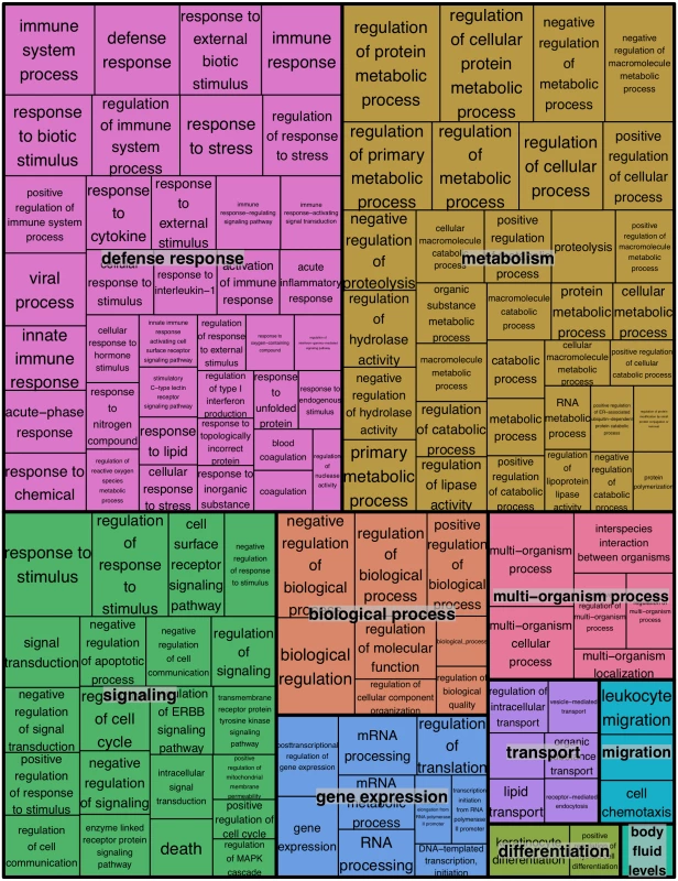 REVIGO treemap summarizing gene ontology biological process categories over-represented in WNS-affected tissues.