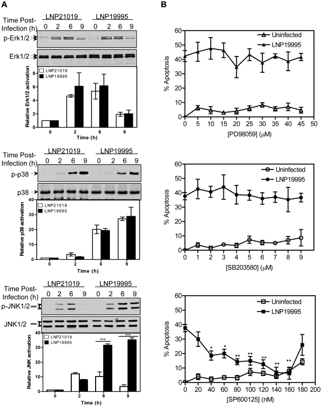 Role of MAPK in apoptosis of Hec-1B cells induced by the ST-11 isolates.
